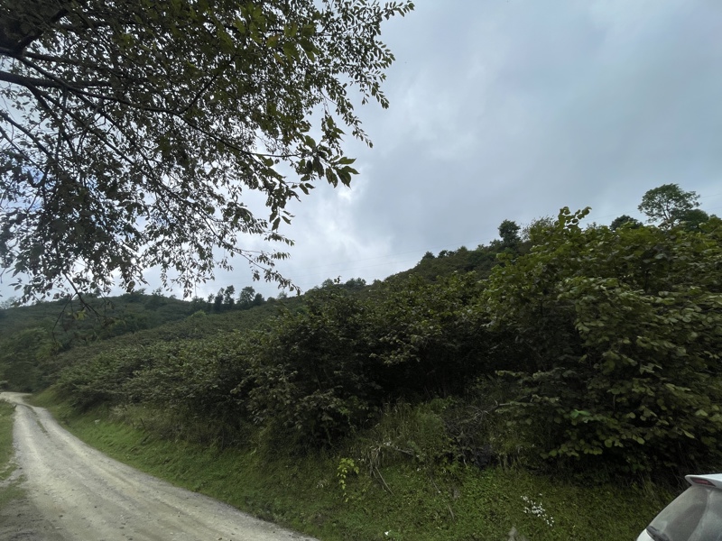 GİRESUN BULANCAK'TA 4.652 M2 SATILIK FINDIK BAHÇESİ